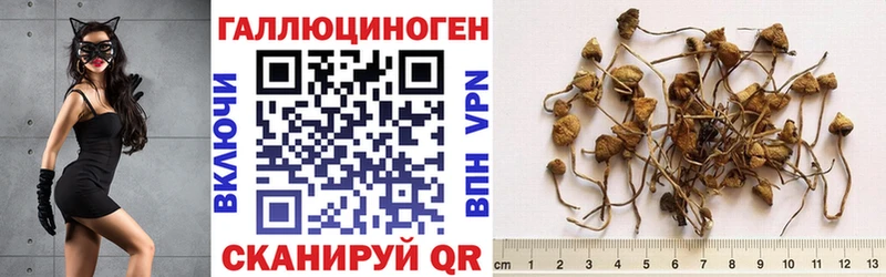 дарнет шоп  Дмитровск  Галлюциногенные грибы Cubensis 